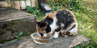 Trinkende Katze - Haustierpflege von der Steuer absetzen: Das ist möglich