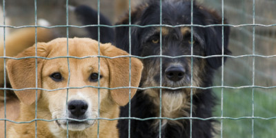 Hunde aus dem Tierheim: Rechtslage beim Kauf