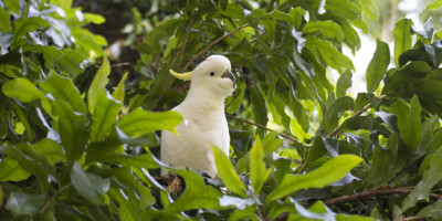 Trotz Lärmbelästigung: Frau darf neun Papageien halten. Ein weißer Kakadu sitzt zwischen grünen Blättern.