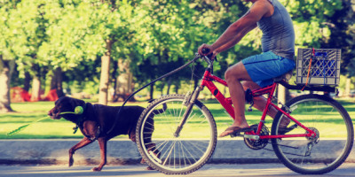 Fahrradfahren mit Hund: So sind Sie sicher unterwegs. Auf Mann fährt auf einem roten Fahrrad und führt dabei einen großen Hund an der Leine.
