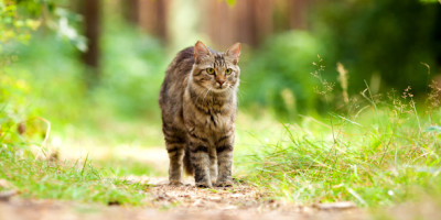 Urteil: Kein Aufwendungsersatz für Streunerkatzen-Pflege. Eine braun-gestreifte Katze läuft auf einem kleinen Weg.